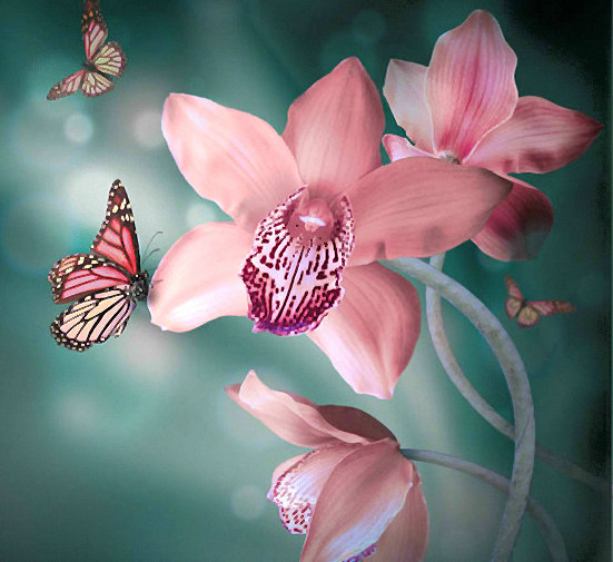 Цветы и бабочки - бабочки, орхидея, цветы - оригинал