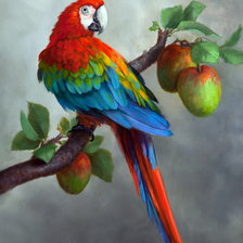 Схема вышивки «попугай»