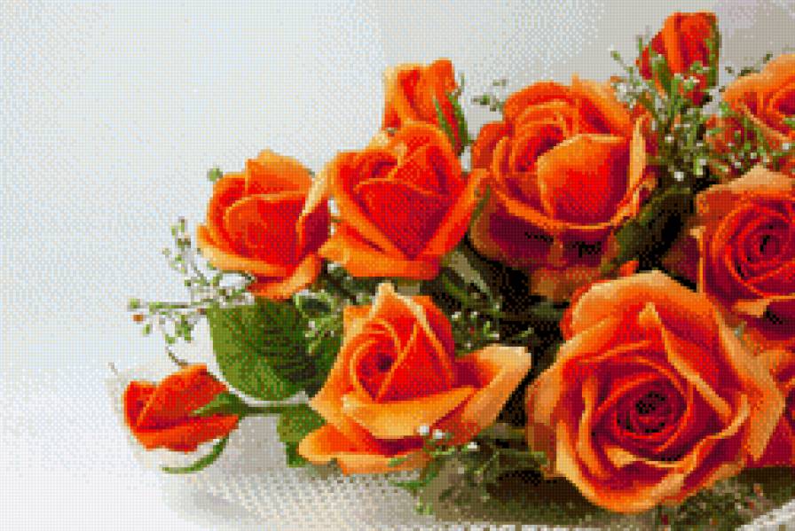 розы - розы - предпросмотр