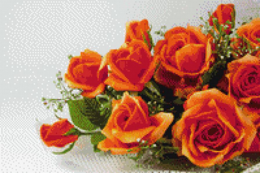 розы - предпросмотр