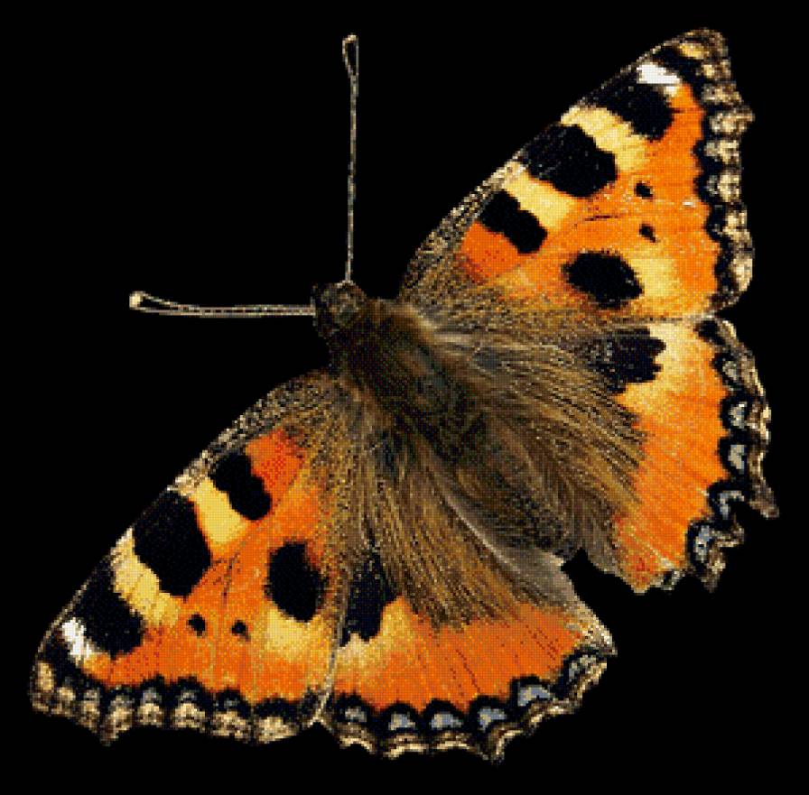 серия "бабочки" - бабочка - предпросмотр