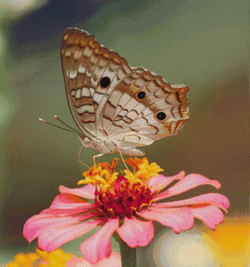 серия "бабочки" - бабочка.цветок - предпросмотр