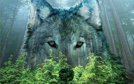 Волки - волк, лес, живитные - оригинал