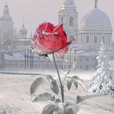 Схема вышивки «Una rosa»