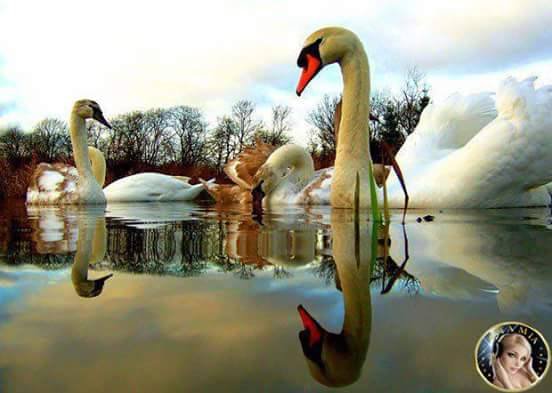 Cisnes 1 - оригинал