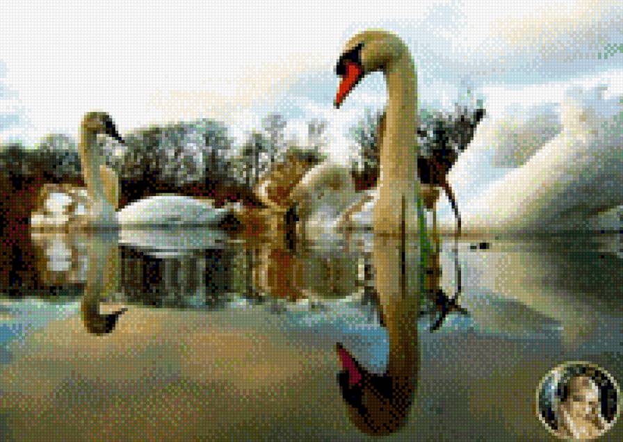 Cisnes 1 - предпросмотр