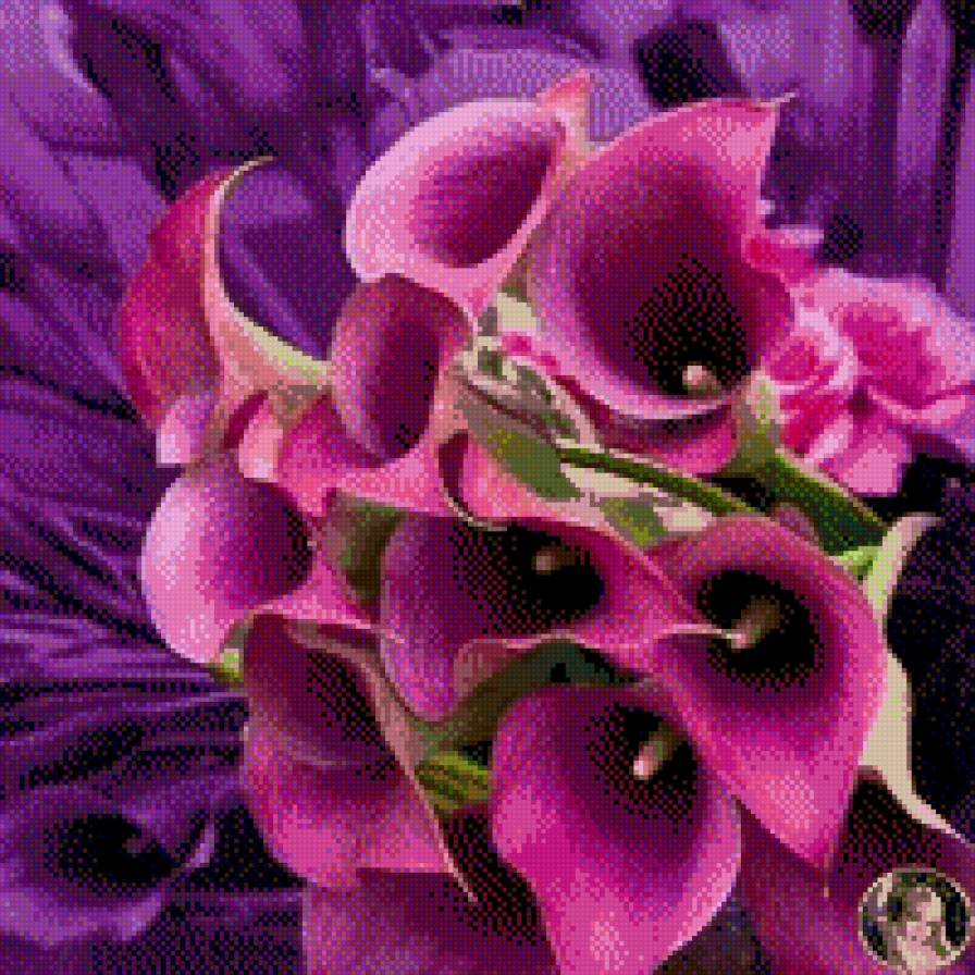 Calas lilas 1 - предпросмотр