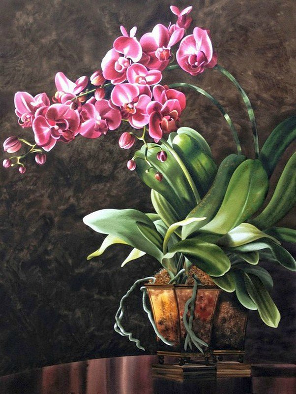 Орхидея - орхидея, цветы, орхидеи - оригинал