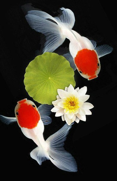 рыбы - оригинал