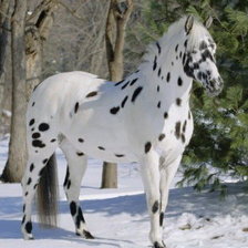 Схема вышивки «лошадка»