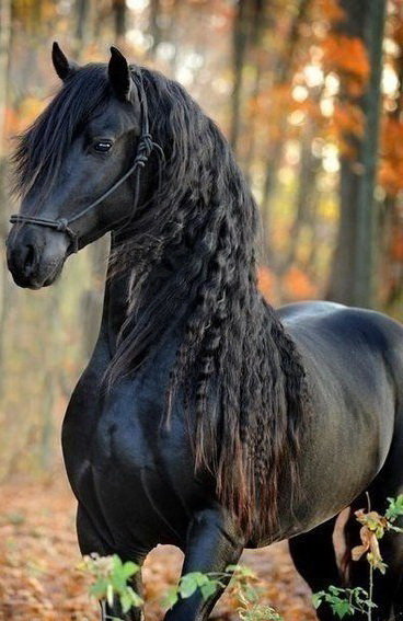 лошадка - монохром - оригинал