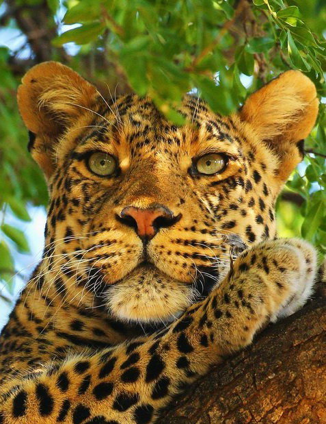 гепард - кошка - оригинал