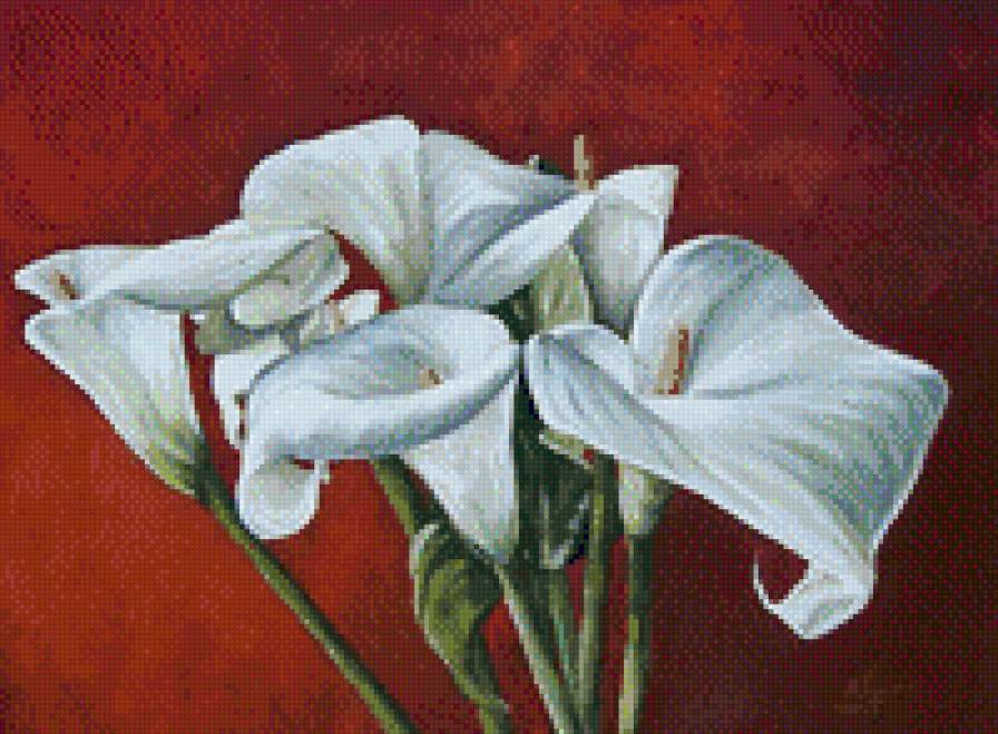 Calas blancas 1 - предпросмотр