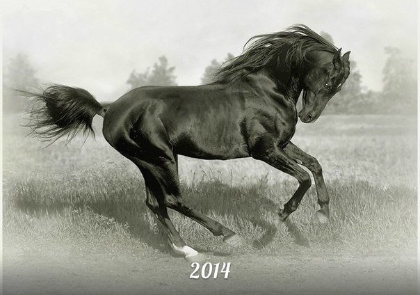 конь - оригинал