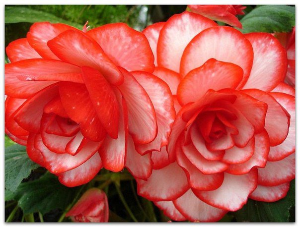 Цветы - цветы, розы - оригинал