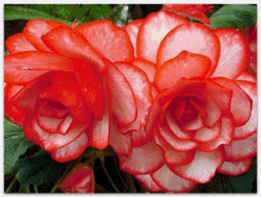 Цветы - розы, цветы - предпросмотр