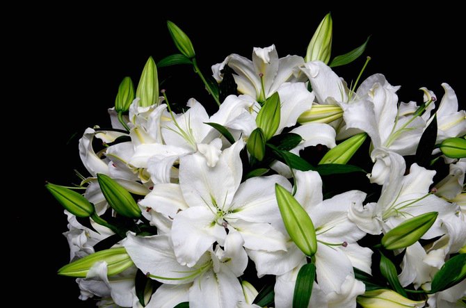 букет лилий - цветы, букет, белые лилии - оригинал