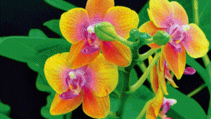 орхидеи - орхидеи, цветы - предпросмотр