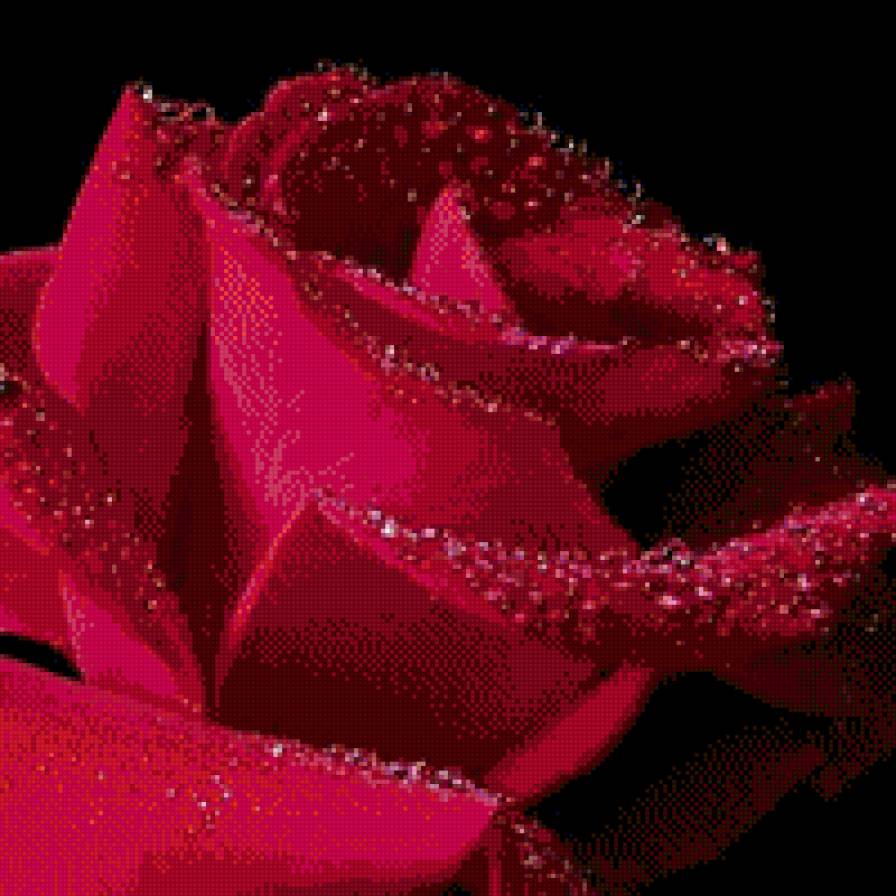 Роза - предпросмотр