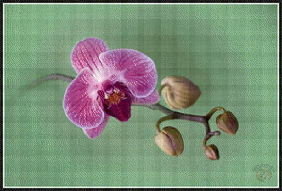 Орхидея из дождливого леса.Эквадор - эквадор, природа, орхидея, дождливый лес, цветы - предпросмотр