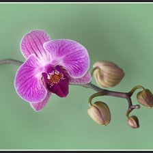 Оригинал схемы вышивки «Орхидея из дождливого леса.Эквадор» (№924771)