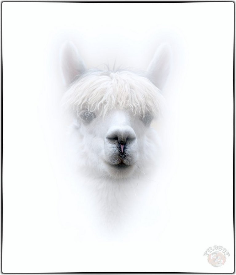 Лама - животные, лама, копытные - оригинал