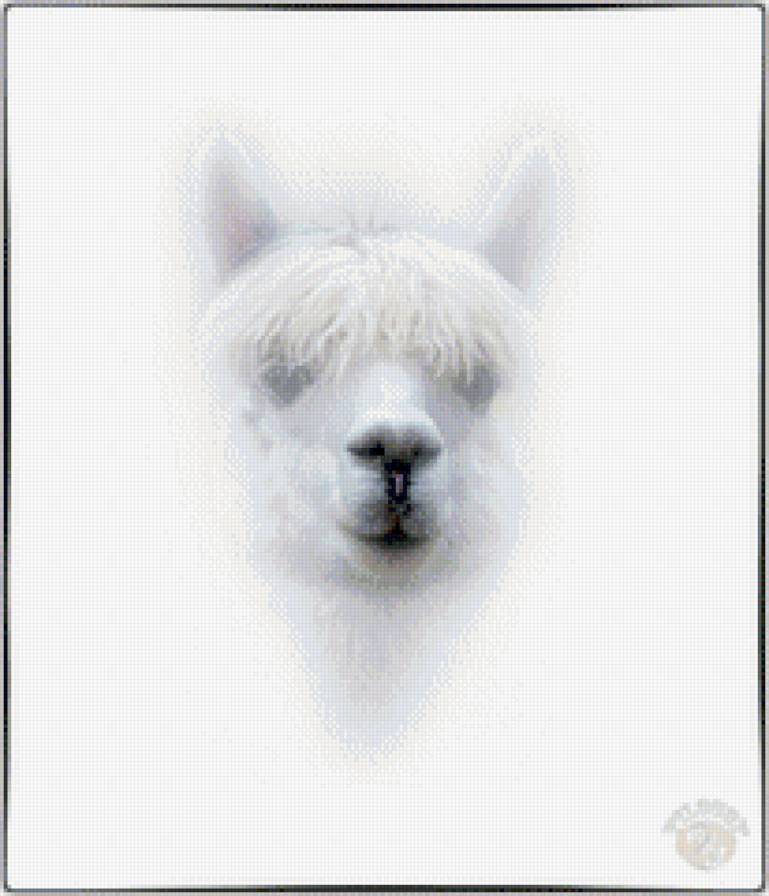 Лама - животные, лама, копытные - предпросмотр