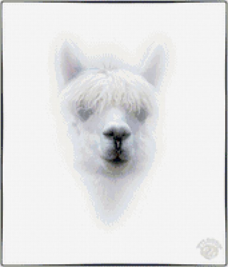 Лама - лама, животные, копытные - предпросмотр