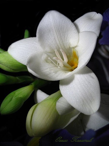 цветок - оригинал