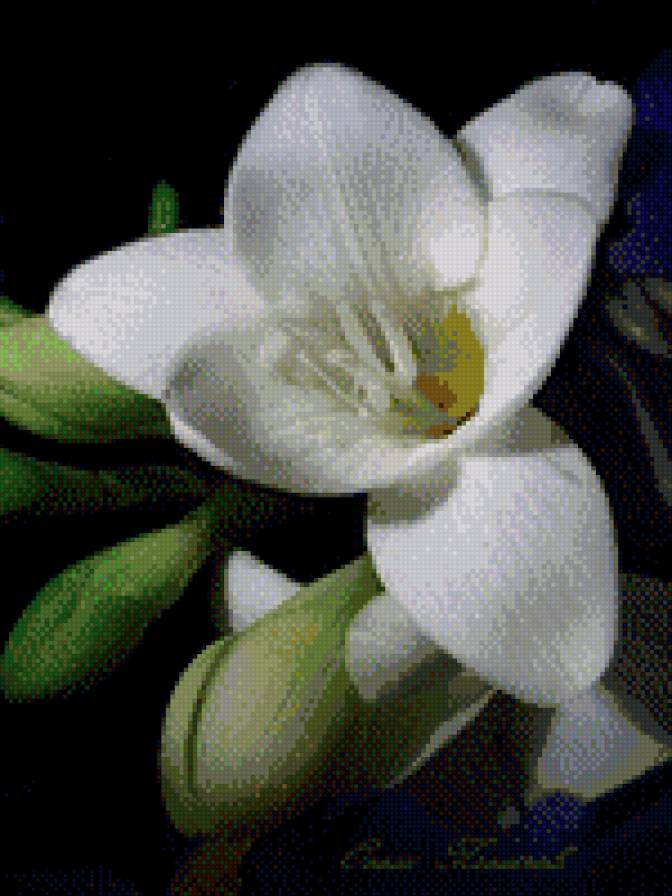 цветок - предпросмотр