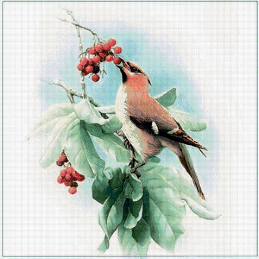 Птичка - птицы, живитные - предпросмотр