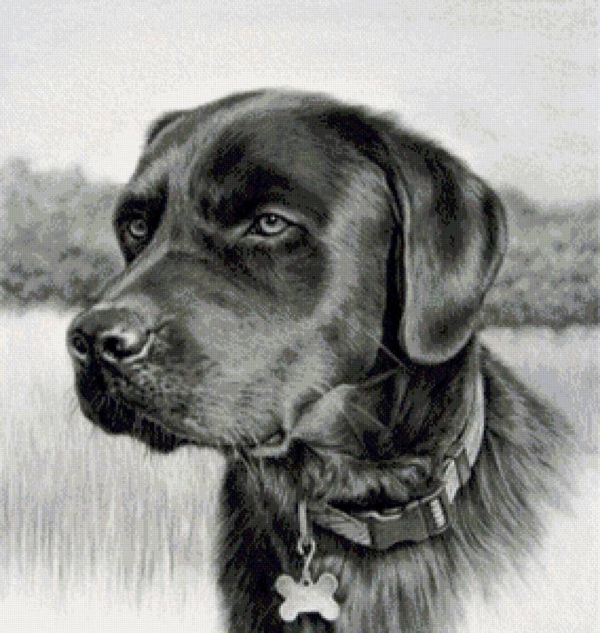 собачка на природе - природа, собака - предпросмотр