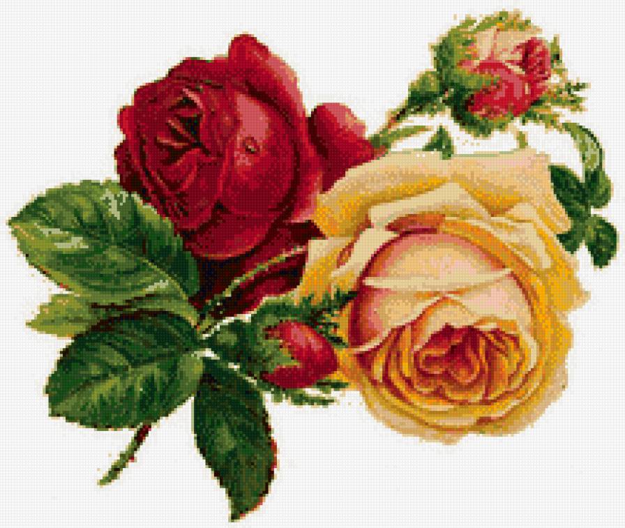 Розы - розы, цветы - предпросмотр
