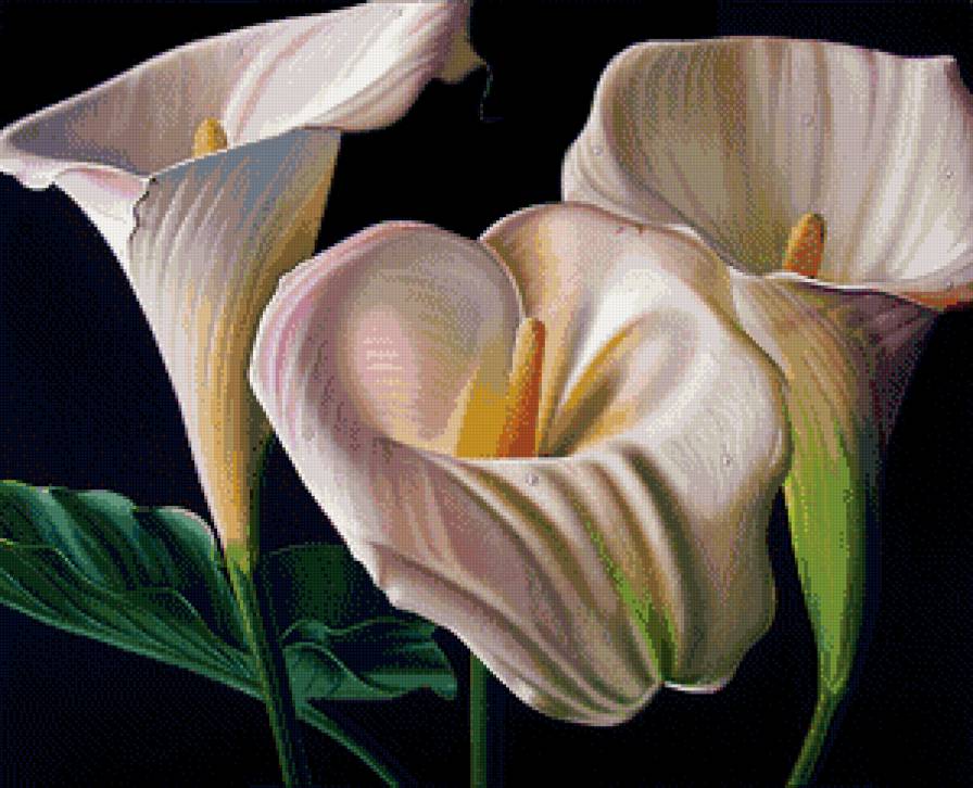 Каллы - каллы, цветы - предпросмотр