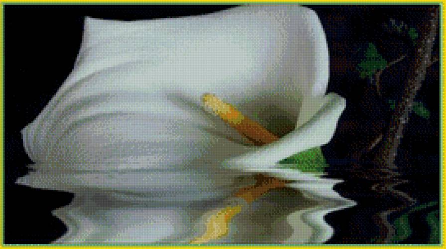 Каллы - цветы, каллы - предпросмотр