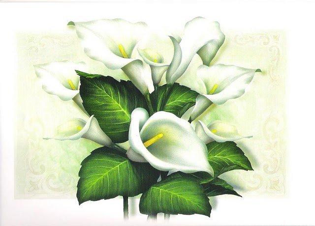 Каллы - цветы, каллы - оригинал