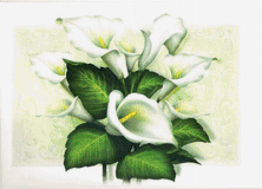 Каллы - цветы, каллы - предпросмотр