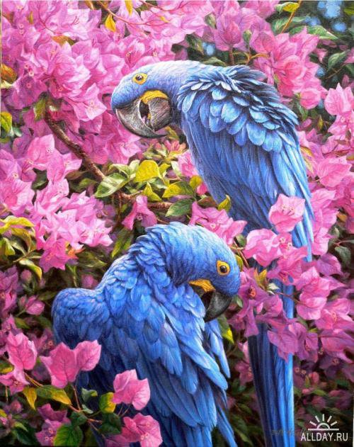 Попугаи - природа - оригинал