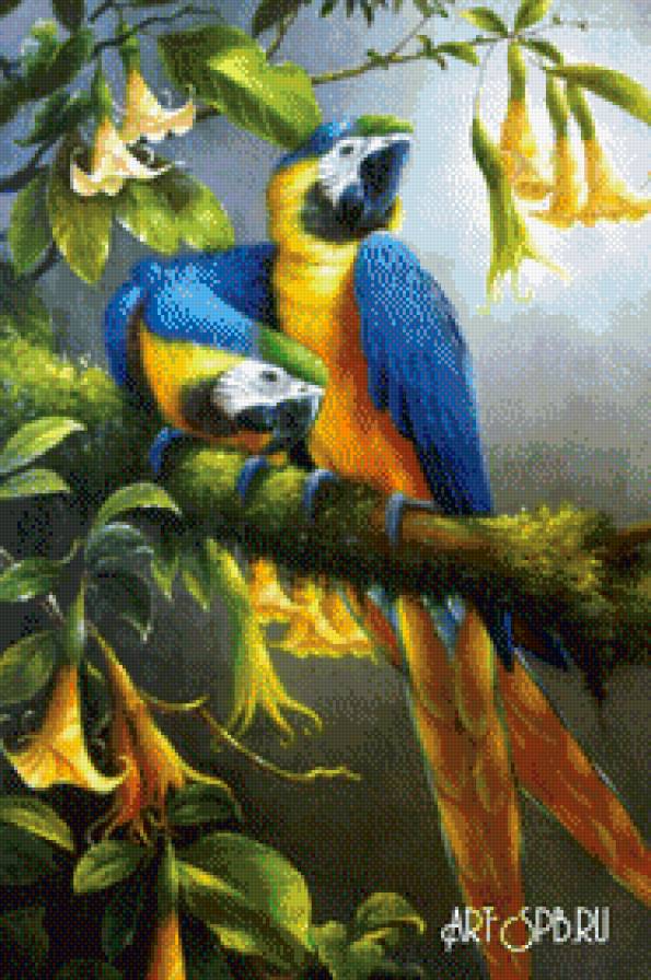 Попугаи - природа - предпросмотр