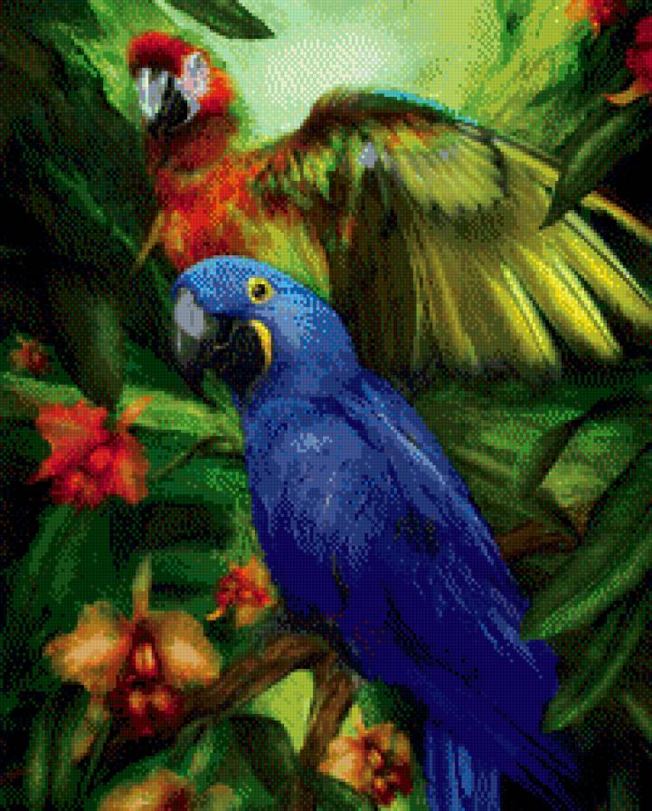 Попугаи - природа - предпросмотр