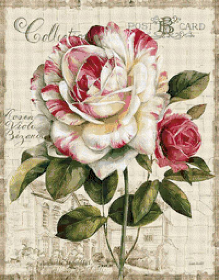 роза - розы - предпросмотр