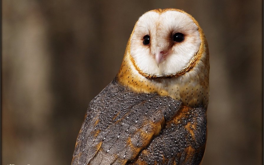 Яркая сова - сова, птица - оригинал