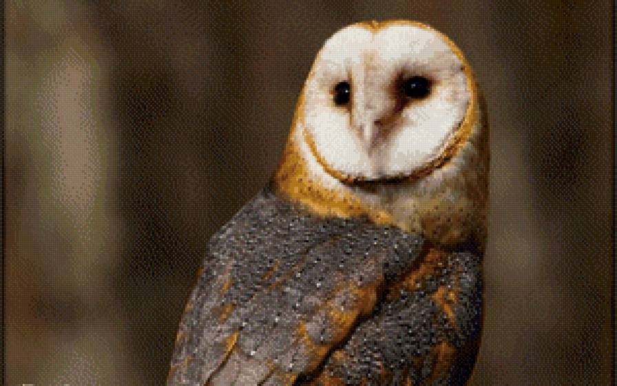 Яркая сова - сова, птица - предпросмотр