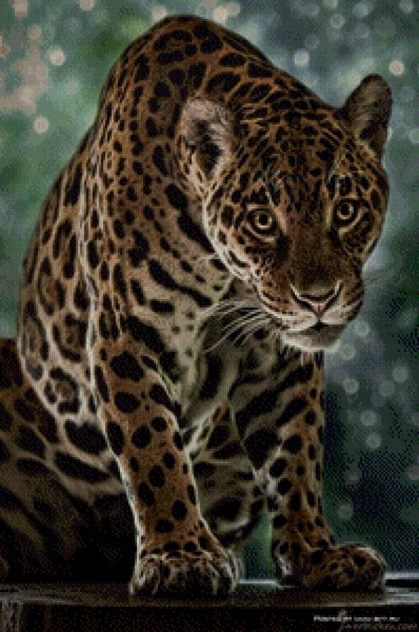 хищник - леопард, хищник - предпросмотр