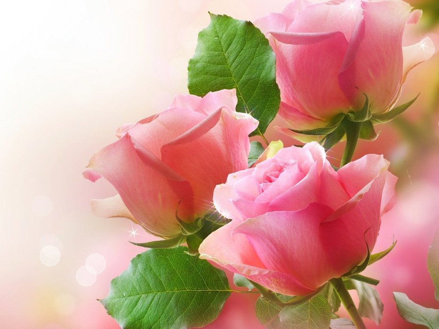 нежность розы - цветы, розы - оригинал