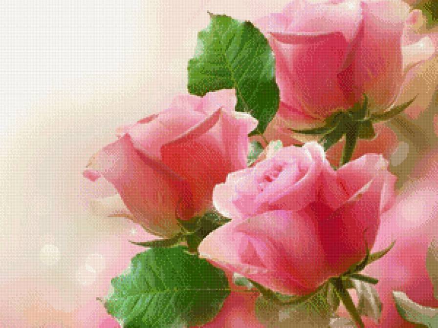 нежность розы - цветы, розы - предпросмотр