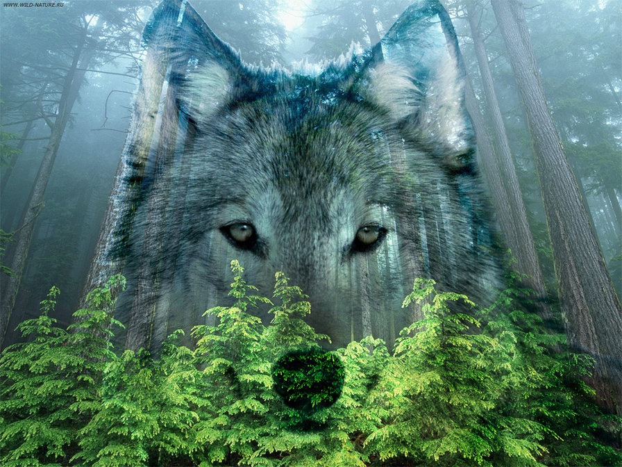 волк - волк, пейзаж, природа - оригинал