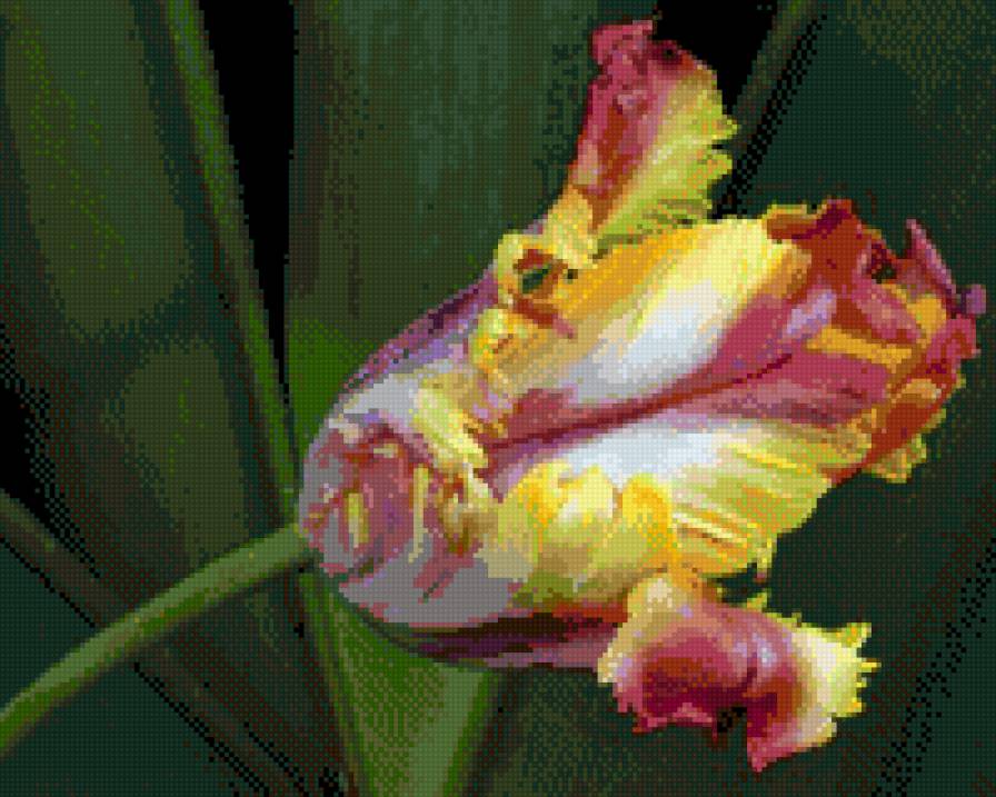 тюльпан - весна, тюльпан, цветок, цветы - предпросмотр