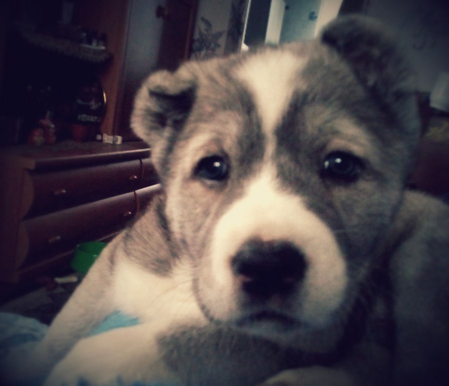 Багира - багира, милаха, собакен, собака щенок - оригинал