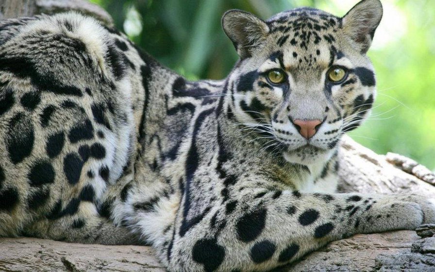 bar - оригинал